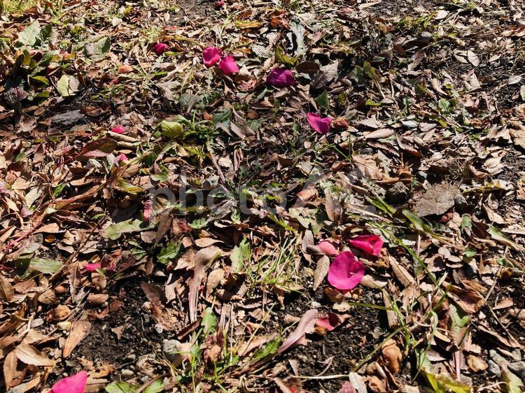 地面と椿の花びら 地面,花びら,椿の写真素材