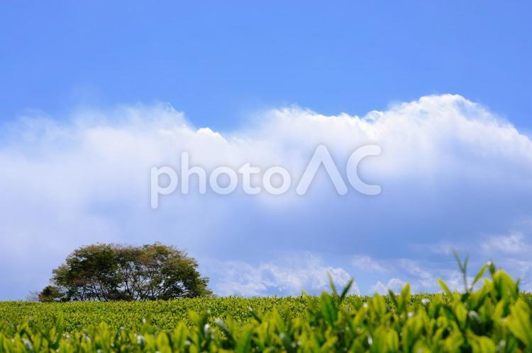 茶畑 in 大渕笹場８ 茶,茶畑,風景の写真素材