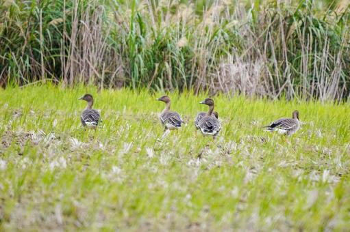 ヒシクイ ヒシクイ ヒシクイ,鳥,野鳥の写真素材