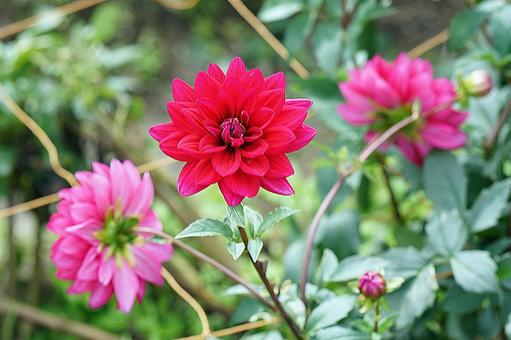 宝塚ダリア園秋　ダリア67　リズモア 宝塚市,宝塚ダリア園,ダリアの写真素材