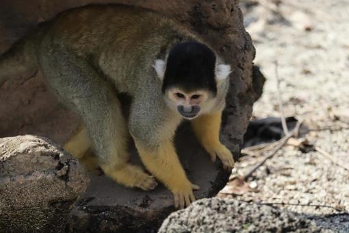 Squirrel Monkey, JPG