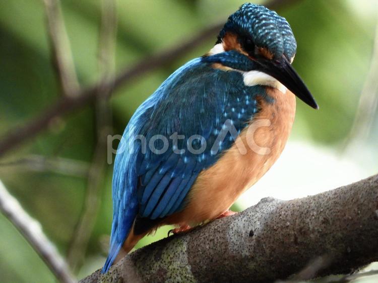 魚を狙うカワセミ 鳥,野鳥,カワセミの写真素材