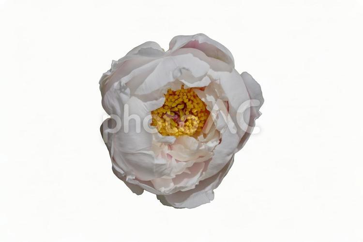 鮮かな牡丹の花の切抜き　PSDあり 背景,切り抜き,部品の写真素材