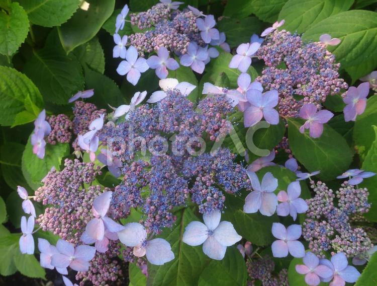 紫陽花　梅雨の季節　日本の花 紫陽花,あじさい,アジサイの写真素材