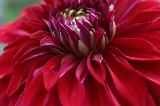 あか あか ダリア,花,大きいの写真素材