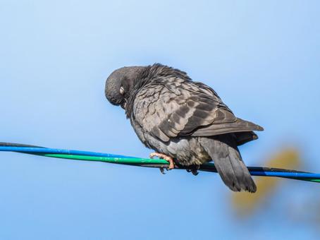 電線にとまるドバト 電線にとまるドバト ドバト,カワラバト,動物の写真素材