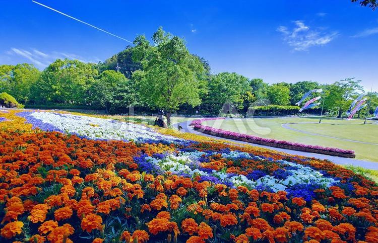 5月のしまね花の郷/模様花壇・新緑・広場 模様花壇,しまね花の郷,芝生広場の写真素材
