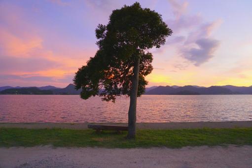 夕暮れ時の海辺にあるベンチと木 夕暮れ時の海辺にあるベンチと木の写真
