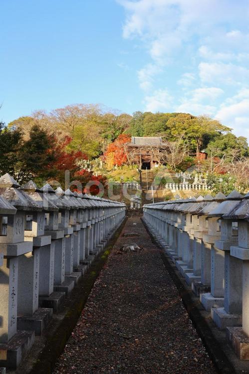 １１月下旬の高松市法然寺の紅葉 背景,紅葉,植物の写真素材