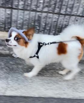 帽子犬 帽子犬 パピヨン,papillon,犬の写真素材