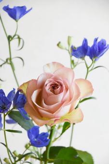 薔薇とデルフィニウム デルフィニウム,青,花の写真素材
