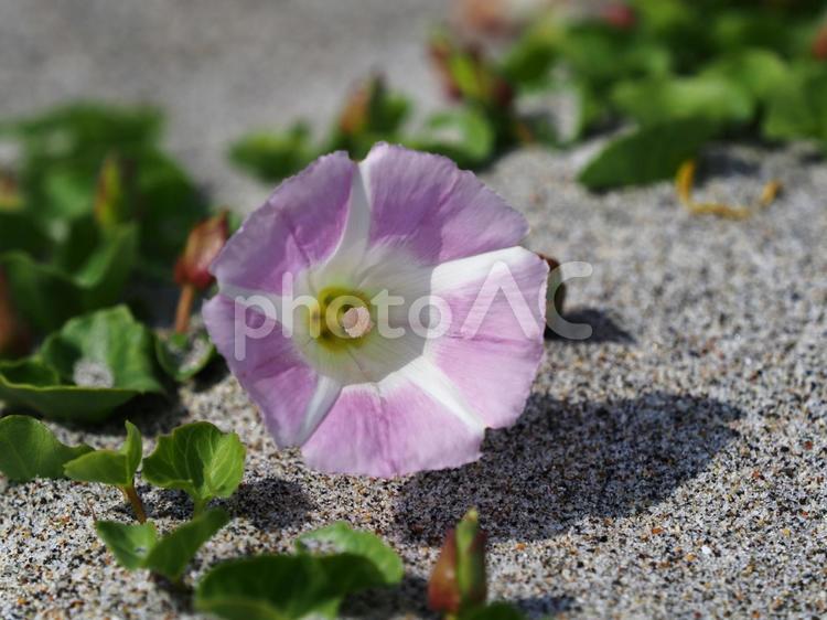大石海岸のハマヒルガオ（愛知県） 大石海岸,太平洋ロングビーチ,ハマヒルガオの写真素材