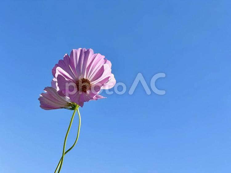 仲良しのコスモス コスモス,秋桜,空の写真素材