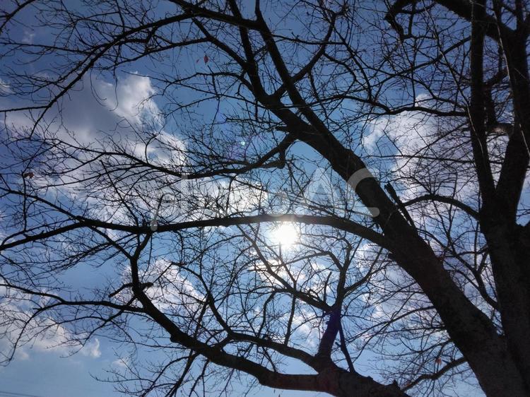 冬の桜の木漏れ日２ 木漏れ日,太陽,桜の写真素材