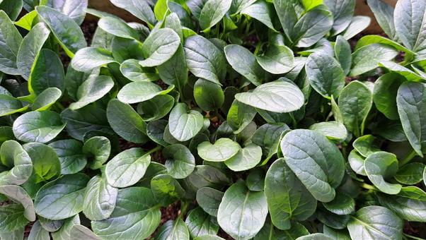 小松菜 小松菜,葉,緑の写真素材