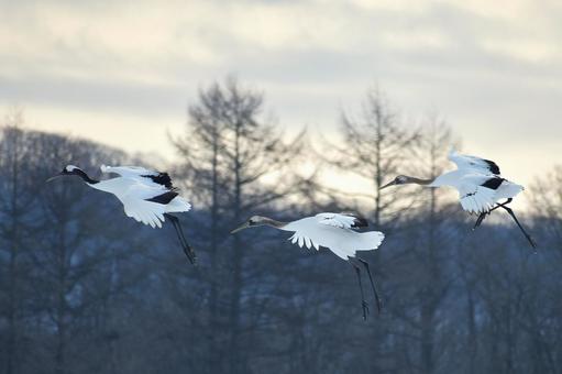 三羽のたんちょう 三羽のたんちょう タンチョウ,丹頂鶴,鶴の写真素材