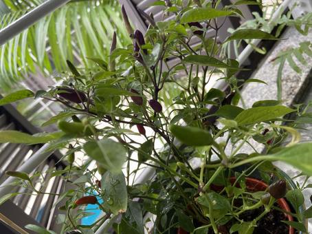 カラフル唐辛子 カラフル唐辛子の写真