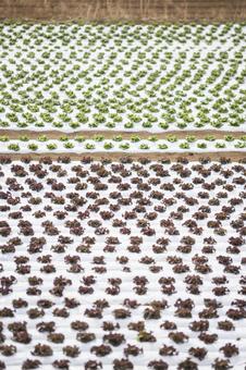 春の植え付け直後のレタス畑 春の植え付け直後のレタス畑 サニーレタス,リーフレタス,レタス畑の写真素材