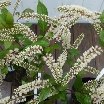 春の花木 コバノズイナの花 春の花木 コバノズイナの花の写真
