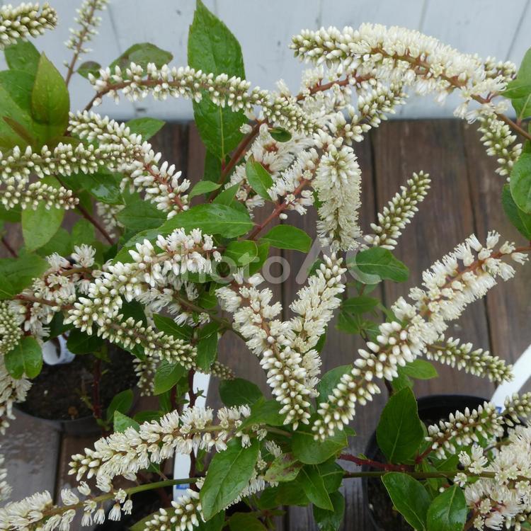春の花木　コバノズイナの花 花,コバノズイナ,白い花の写真素材