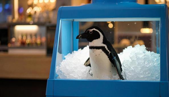 暑すぎて製氷機に入っちゃったペンギンB 暑すぎて製氷機に入っちゃったペンギンBの写真