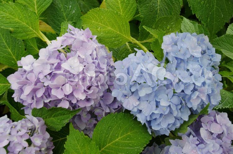 色違いの二つのあじさい 色違いあじさい,梅雨あじさい,梅雨の花の写真素材