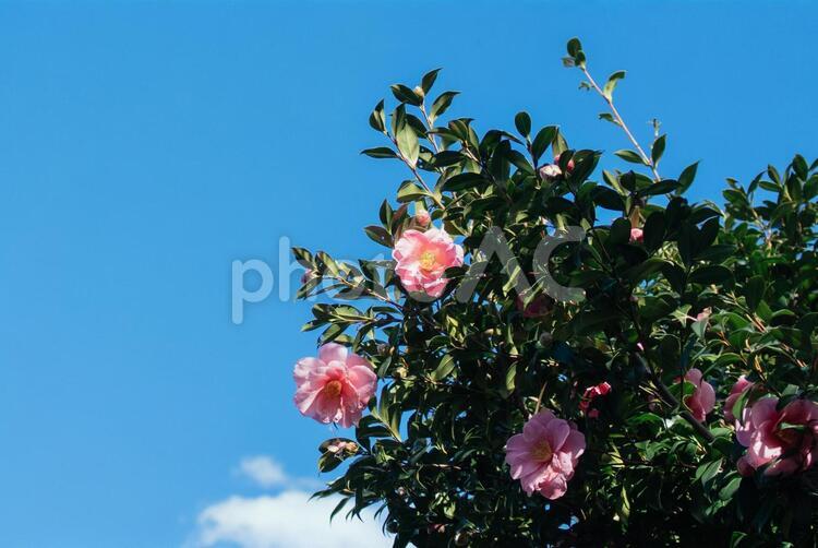青空と牡丹 牡丹,青空,植物の写真素材