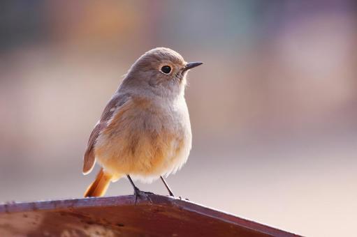 カラフルで美しい背景とジョウビタキ カラフルで美しい背景とジョウビタキ 鳥,ジョウビタキ,冬の写真素材