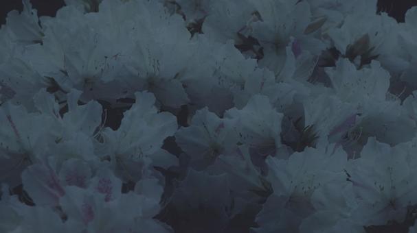 躑躅 [低彩度]版 縦横16:9 躑躅,つつじ,ツツジの写真素材