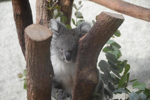 Koala-chan ♪, JPG Koala-chan ♪, JPG