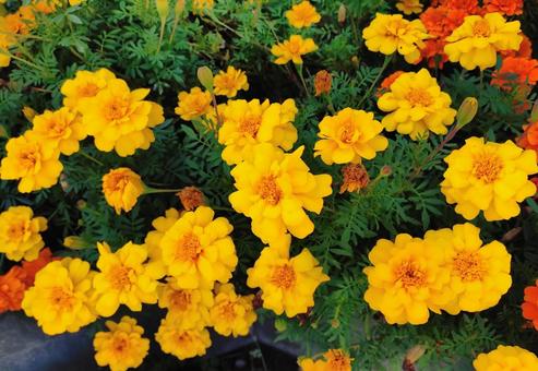 花壇のマリーゴールド 花壇のマリーゴールドの写真