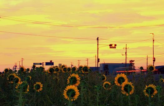 朝焼け空と朝陽に向く向日葵 向日葵,夏,花の写真素材