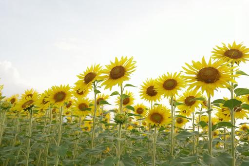 Sunflower, JPG Sunflower, JPG