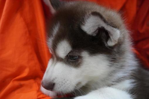 アラスカンマラミュートの赤ちゃんの写真