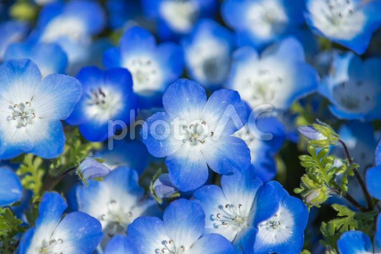 ひたち海浜公園　ネモフィラ ネモフィラ,ひたち海浜公園,春の写真素材