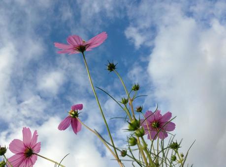 コスモスと空 コスモスと空の写真