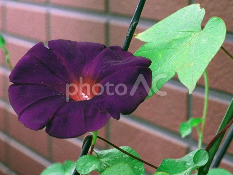 朝顔が咲いた あずき色,夏,朝顔の写真素材