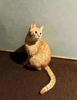 猫 猫 茶トラ,ネコ,お座りの写真素材