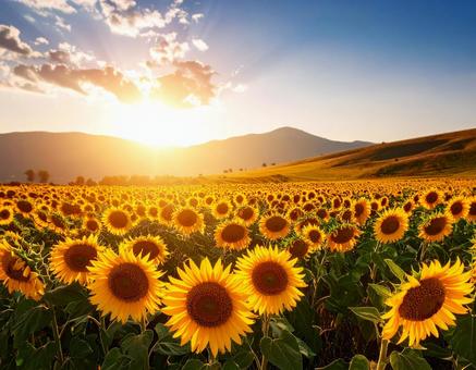 夏の終わりを告げるひまわりの風景 夏の終わりを告げるひまわりの風景の写真