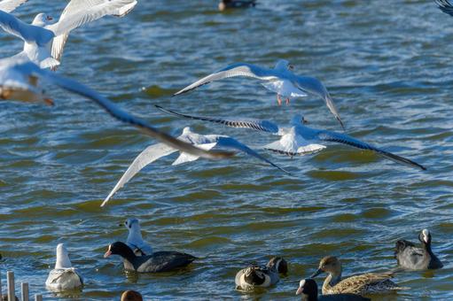 Waterfowl dancing on a winter lake, JPG Waterfowl dancing on a winter lake, JPG