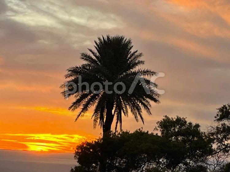 ハワイ、タンタラスの丘からの夕日、夕陽 ハワイ,夕日,ヤシの木の写真素材
