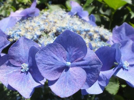 アジサイ 紫陽花,アジサイ,青い花の写真素材