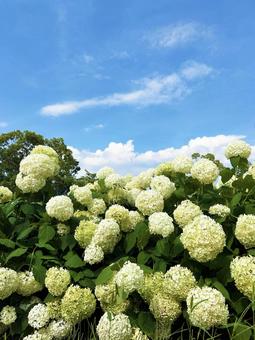 青空と白色の紫陽花 青空と白色の紫陽花 空,紫陽花,白色の写真素材
