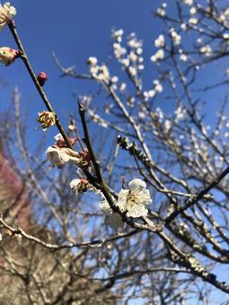梅の花 梅の花の写真