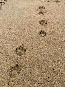 犬の足跡 犬の足跡の写真