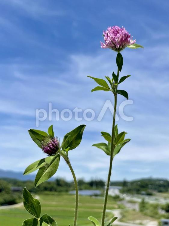 アカツメクサと青空 アカツメクサ,赤詰草,青空の写真素材