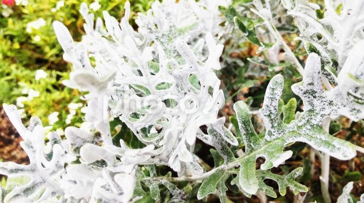 シロタエギク1 植物,葉っぱ,葉の写真素材