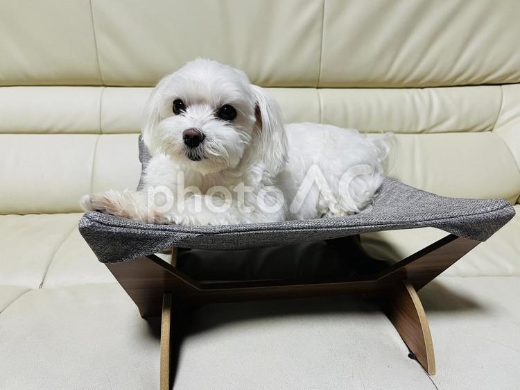 犬用ハンモックベッド 犬,ペットベッド,ハンモックベッドの写真素材