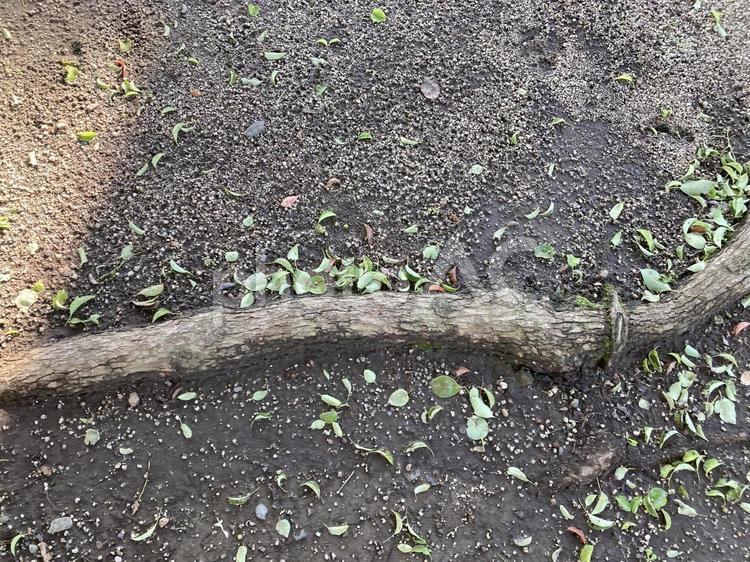 地面と木の根 地面,木の根,植物の写真素材