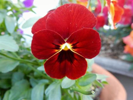 【花の写真】ピオラ ビオラ,三色菫,植物の写真素材